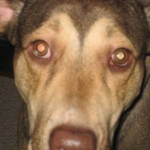 Meet your Posher, Steve